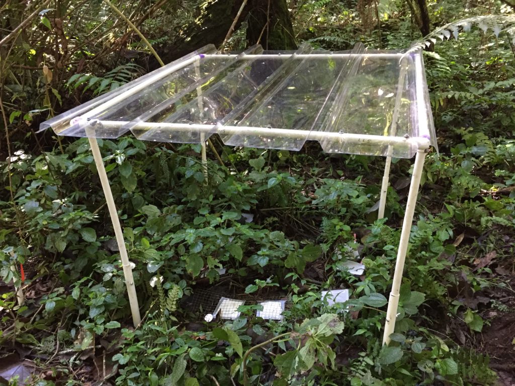 drought shelter in a TMCF