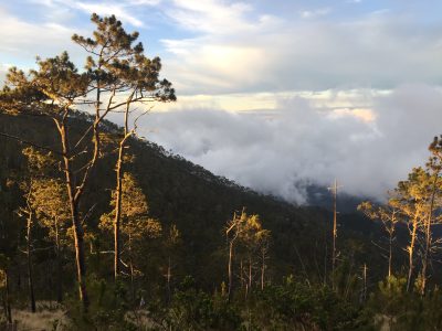 cloud forest in Dominican Republic